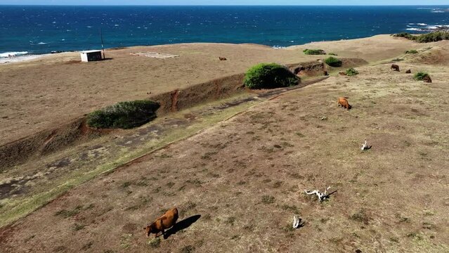 Cows spread sparsely over the arid grassy clifftop overlooking the Ocean