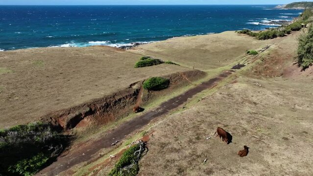 Cattle grazing on the top of dry grassy cliff overlooking the dark blue sea
