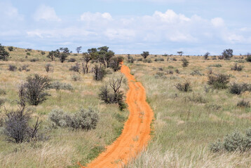 Kalahari Landscape