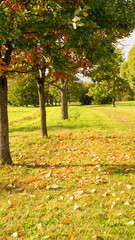 Natural autumn view of trees with yellow and orange leaves in a garden forest or park. Falling leaves from trees.