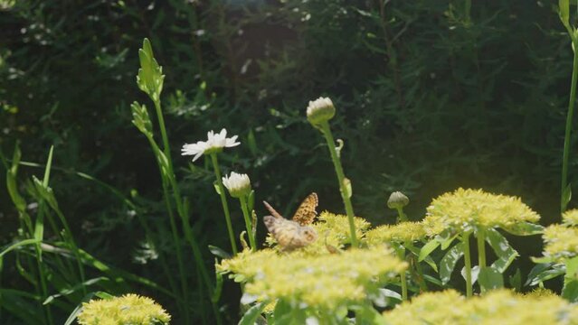 Close up of Monarch butterfly sitting on yellow flower in garden in slow motion in spring time