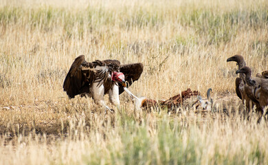 Lappet-faced Vulture