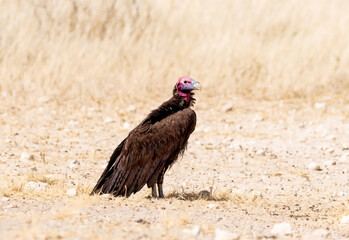 Lappet-faced Vulture