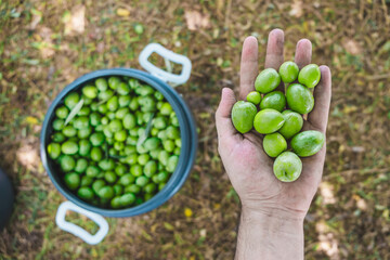 Harvesting olives in the hand. Organic Gordales biocultivation of the Mediterranean diet and ingredient. healthy food. Spanish olive harvest