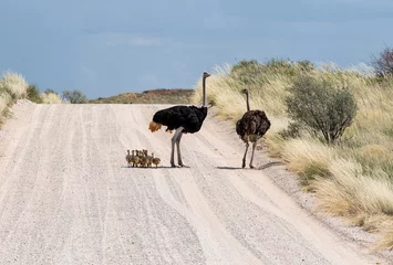 Foto op Plexiglas Ostrich Family © Cathy Withers-Clarke