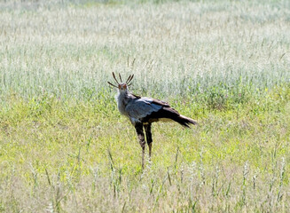 Secretarybird