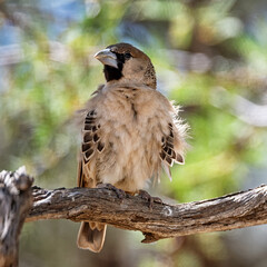 Sociable Weaver