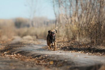 Obraz na płótnie Canvas portrait dog Border Terrier girl autumn