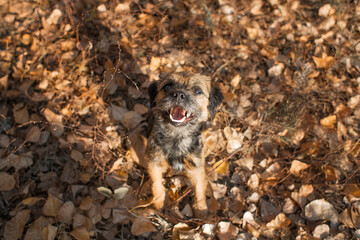 portrait dog Border Terrier girl autumn