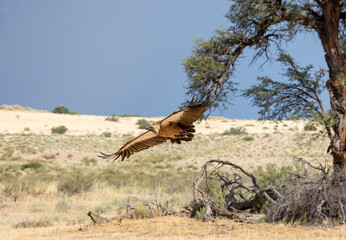 White-backed Vulture