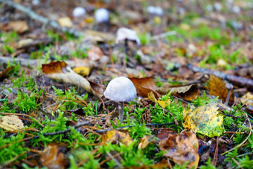 Close up of mushrooms growing in the forest undergrowth 