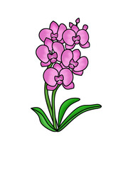 Orchid flower tranparency background. Stock png