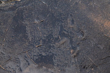 fossilized stone with prehistoric dinosaur foot prints in Lesotho Africa mud surface out of focus with grain
