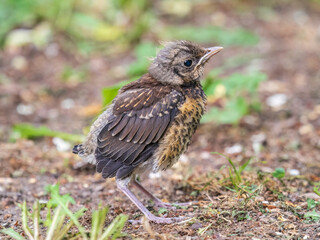 A fieldfare chick, Turdus pilaris, has left the nest and sitting on the spring lawn. A fieldfare...