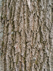 Bark texture and background of a old tree trunk