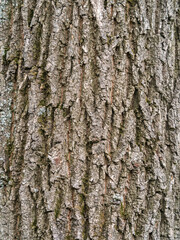Obraz premium Bark texture and background of a old tree trunk