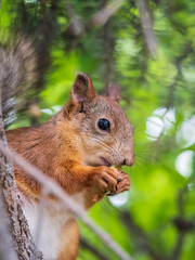 The squirrel with nut sits on a branches in the spring or summer.