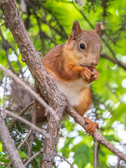 The squirrel with nut sits on a branches in the spring or summer.