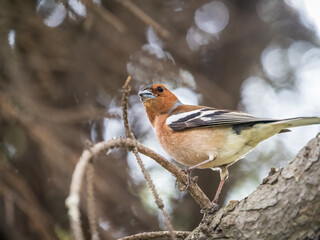 Common chaffinch, Fringilla coelebs, sits on a branch in spring on green background. Common chaffinch in wildlife.