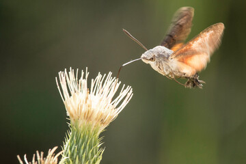 Taubenschwänzchen bei der Nahrungsaufnahme © Aloisia