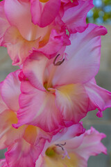 Naklejka premium Gladiolus. Gladioli. Sword Lily. Gladiolo. Pink flower