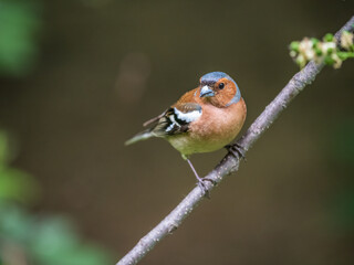 Common chaffinch, Fringilla coelebs, sits on a branch in spring on green background. Common chaffinch in wildlife.