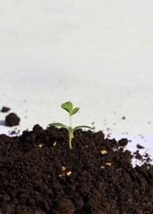 Closeup of Fenugreek Sapling or Methi Plant in Soil with Seeds with Selective Focus in Vertical Orientation