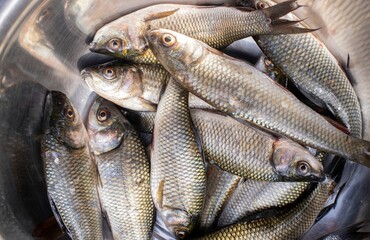 Top View of Pona or Carp Fish in Big Bowl in Horizontal Orientation