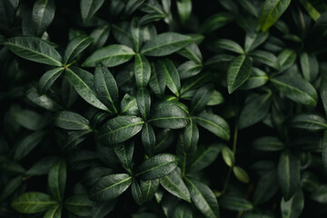 Creative nature green background with leaf in dark green with rain water drop, flat lay