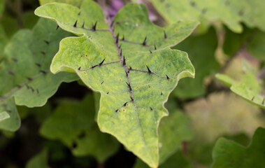 Closeup of Eggplant Leaf or Brinjal in Horizontal Orientation