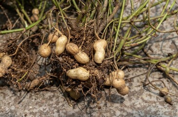 Harvested Peanut Pods with Roots Isolated Selective Focus