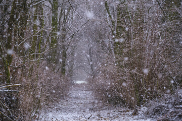 A path in the winter forest. it's snowing