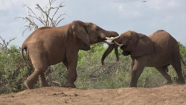 Elephant battle in the African savannah. Adult bull elephants fighting each other for female during the mating season. battle for the right to become a leader. National Park in Africa