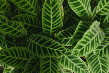 Green leave (Calathea zebrina) textured abstract pattern nature background.