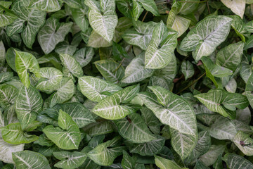 Green leaves background. Arrowhead vine, variegated leaves with white pattern