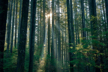 The rays of the sun shine through the trunks of coniferous trees. Rainforest on the Pacific Coast. Sunshine Coast, British Columbia, Canada