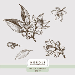 Neroli flowers, Floral Vector elements, Hand drawn illustration