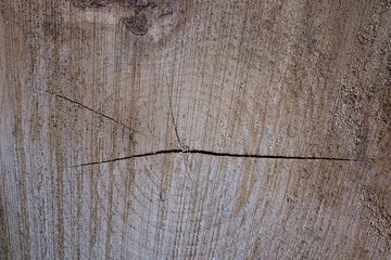 Fotobehang Tree trunks after logging    Boomstammen na houtkap © Holland-PhotostockNL