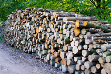 Tree trunks after logging    Boomstammen na houtkap © HollandPhotostock.nl