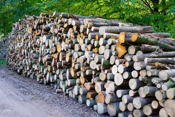Fototapeten Tree trunks after logging    Boomstammen na houtkap © Holland-PhotostockNL