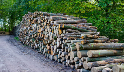 Tree trunks after logging    Boomstammen na houtkap © HollandPhotostock.nl