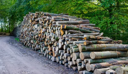 Foto op Aluminium Tree trunks after logging    Boomstammen na houtkap © Holland-PhotostockNL