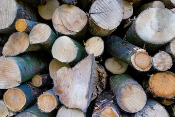 Fototapeten Tree trunks after logging    Boomstammen na houtkap © Holland-PhotostockNL