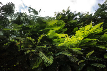Delonix regia leaves on white sky background. Royal Poinciana fern-like leaves