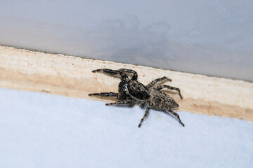 little jumping spider macro photo
