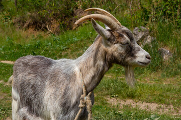 Naklejka na ściany i meble Grey goat portrait on grass background. Horned goat grazing on a green meadow, rural scene