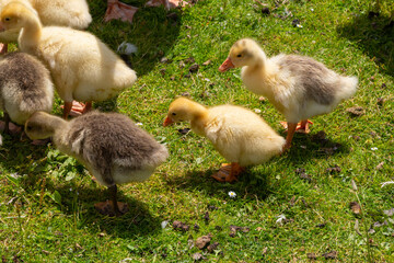 Egyptian goose family in the wild. The female, male and goslings of the Egyptian goose are resting in the grass. Adult goose with goslings. Spring brood. Cute fluffy goslings