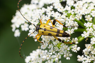 Closeup on a Spotted longhorn beetle, Leptura maculata on the white flower of a Wild carrot, Daucus carota