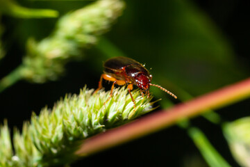 copper colored ground beetle on grass in a natural environment. summer, dream day