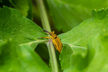 The beetle beetle, also known as the nunus, is a beetle that belongs to the superfamily Curculionoidea, known for its elongated snout.insects animals